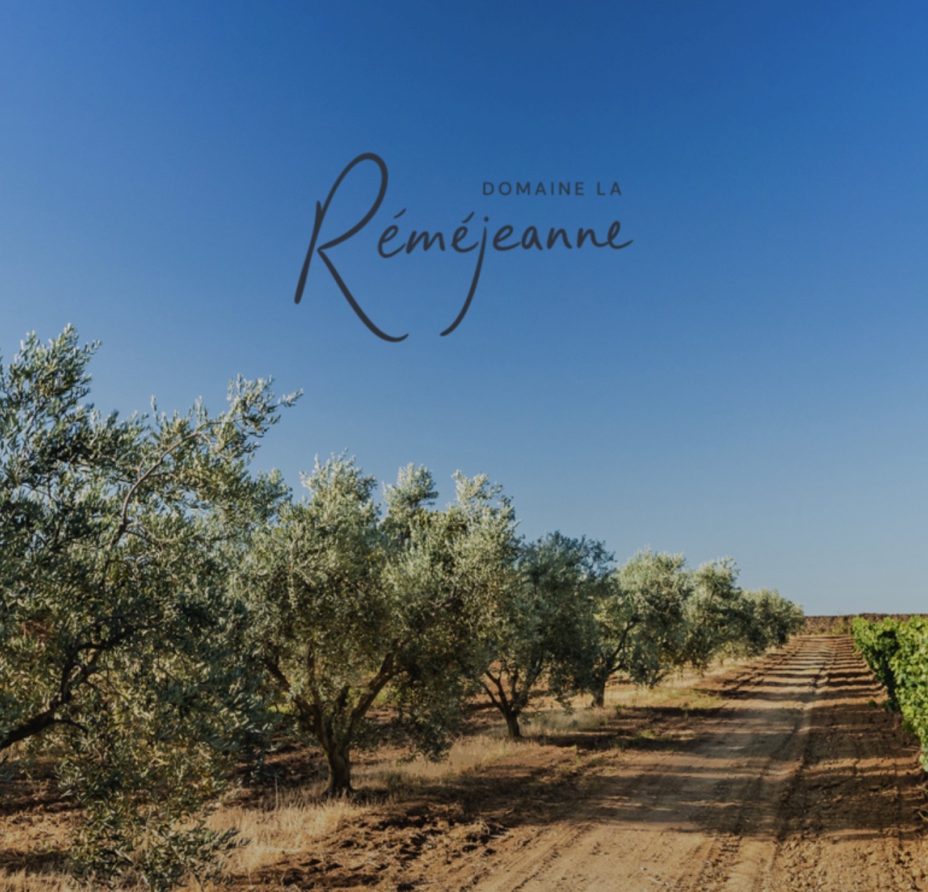 Les vignes et oliviers du Domaine La Réméjeanne
